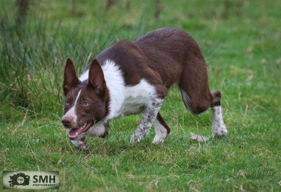 Ceri Vale Millie