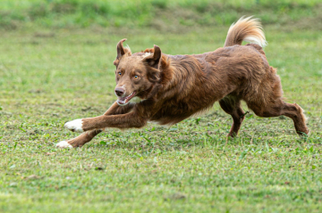 Under The Sunny du Domaine du Baschberri
