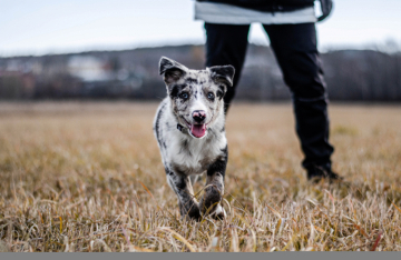 Nafani Arcticheskii Lis