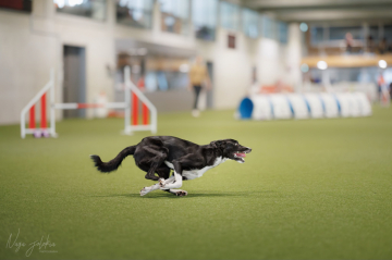 Fast Grin Stars Power Dogs