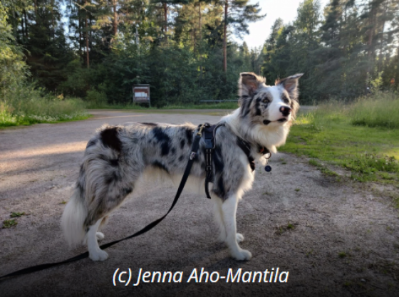 Tasapainon Aallonmurtaja