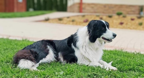Bajka Holly Collie