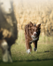 Herding Devils Keep Off Sam