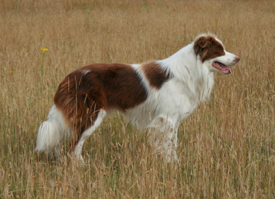 Rosmarinus Rodeo
