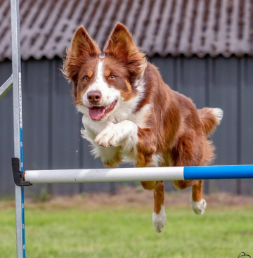 Fearless Flying Explosive Energy