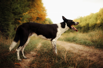 Kitto from the Wildest Team