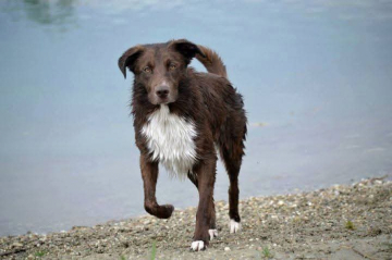 Earl Ziggy dei Matiblu