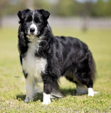 Etherial Repeat After Me