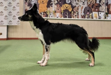 Y Chayenne Ghost Of Mississipi Missouri Hybrid Concept