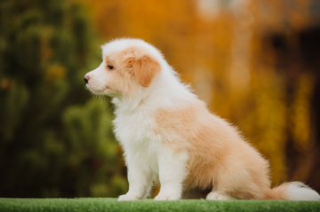 Rutagor Feliz Del Sol