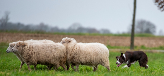 Vice Versa Gilly From Syrah's Faith