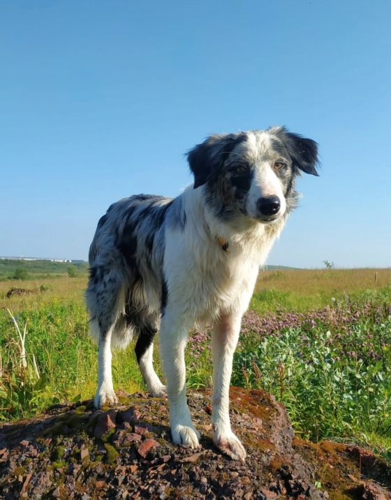 Frigate Of Happiness And Love