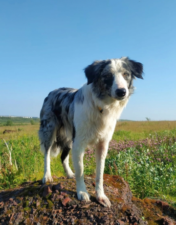 Frigate Of Happiness And Love