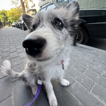 Winfly Luchshiy is Luchshih