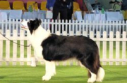 Diana Princess Stars Border Collies