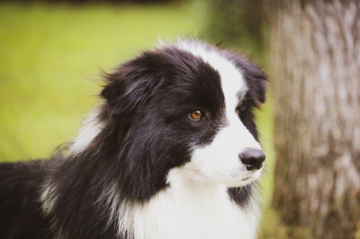 Due Parchi Steel Thunder