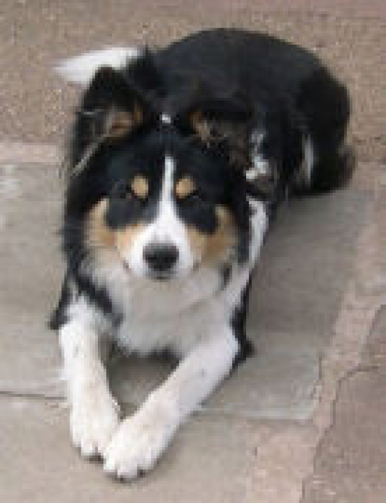 Redcharisma The Merchant