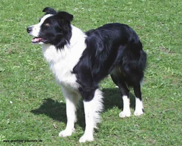 Quincy Vom Turnhof
