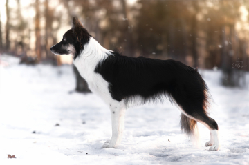 Seek Your Destiny The Thrill of The Rush