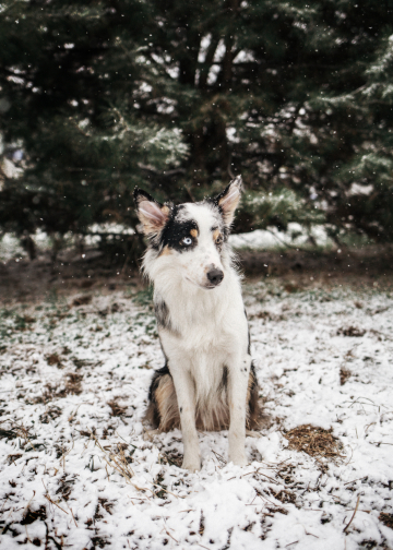 Voyager Tales Of Okami