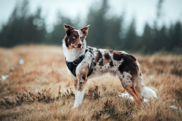 Doggone Jolly's Vow to Wow