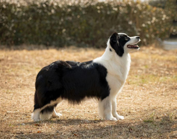 Yonder Oaks Jelly Bean