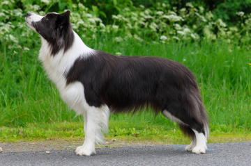 Dashing Dawn Dance of the Lights