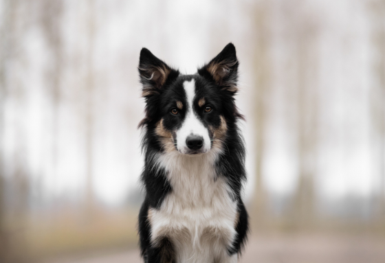 Sync With Chaos The Thrill of The Rush