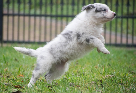 Velvet Sky Natalaland