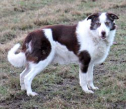 Willum Of Blades Meadows