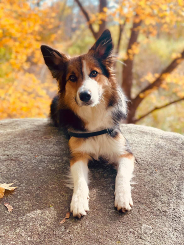 Speed Meets Insanity The Thrill of The Rush