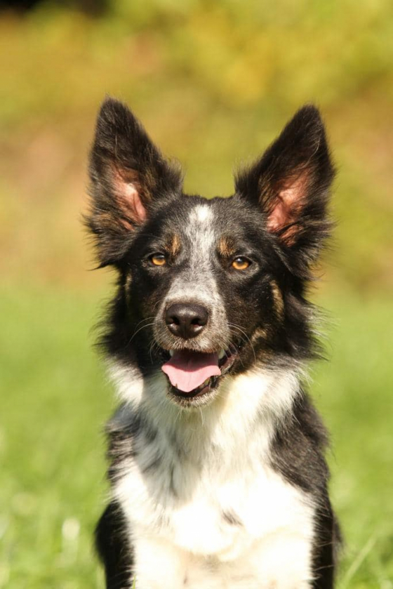 Fairy Face Von Prenton Lane