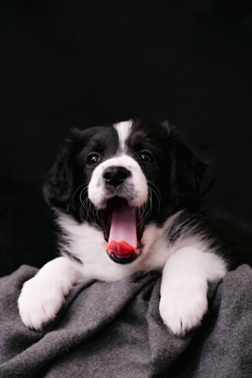 Little Miss Sunshine