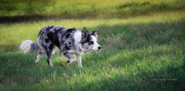 Aisknekht Desert Rose