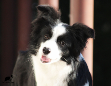 Colyn Del Quatro Amo