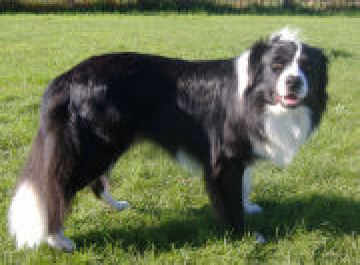 Marshonelle Eternal Flame