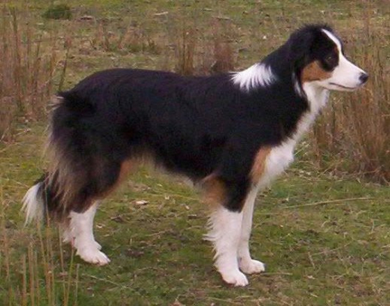 Sarasota Tried And True