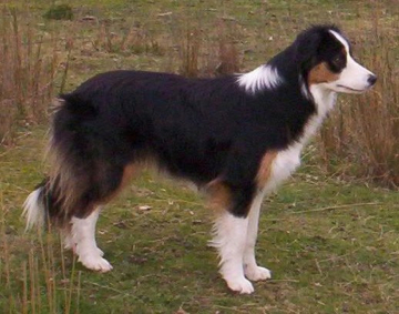 Sarasota Tried And True