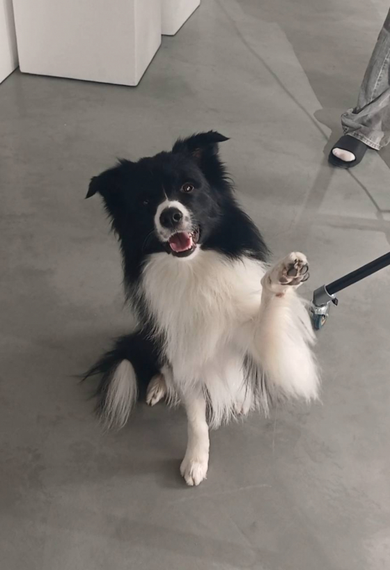 Tetraedr Pallada Pastoral