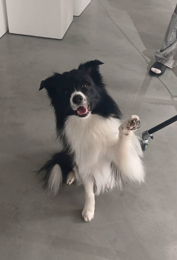 Tetraedr Pallada Pastoral