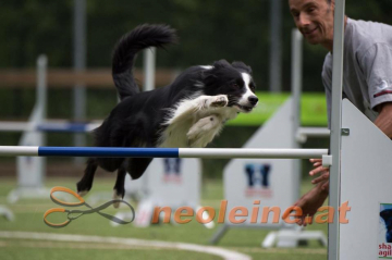 Coldstream Doc's Dog