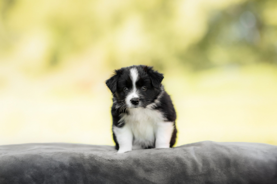 Aka Django Blaze the Way