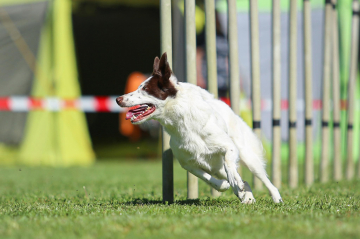 Misty Highland Olympia