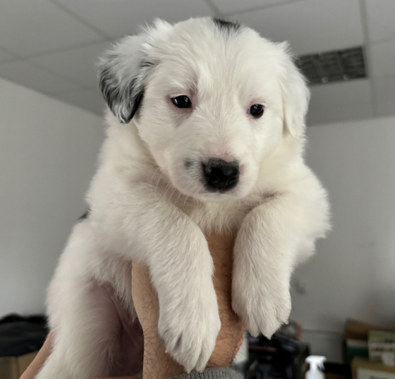 Dottie