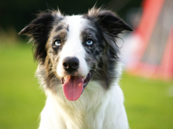 Asasara Click Ceejay