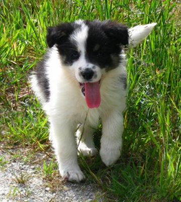 Ohutu Dream of Diamonds