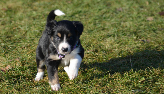 Dragon Saphira Bjartskular Ultraviolet