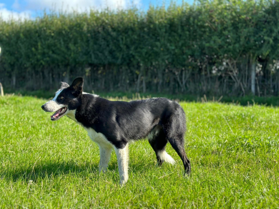 Foxwood Jack