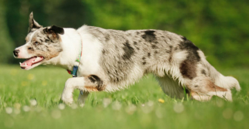 R'astra Forest Land Chilabo