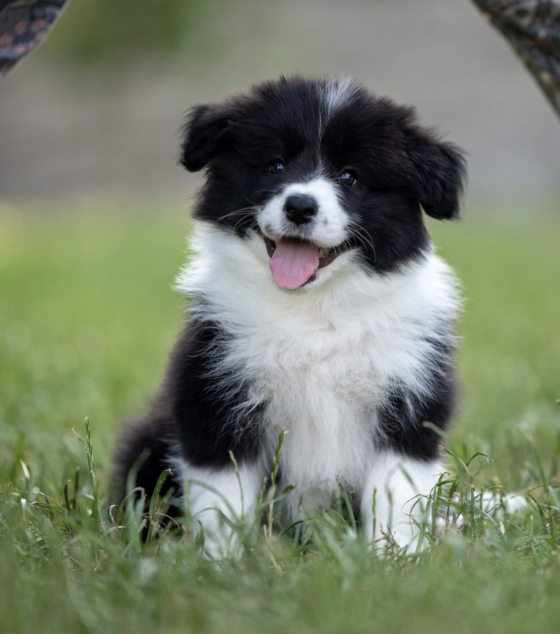 Jenny z Pocztowej Border Collie